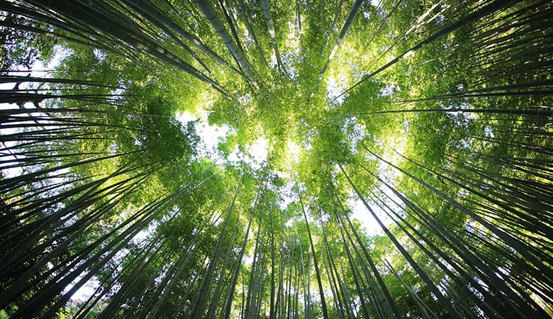 Sustentabilidade empresarial: o que é e quais são os benefícios